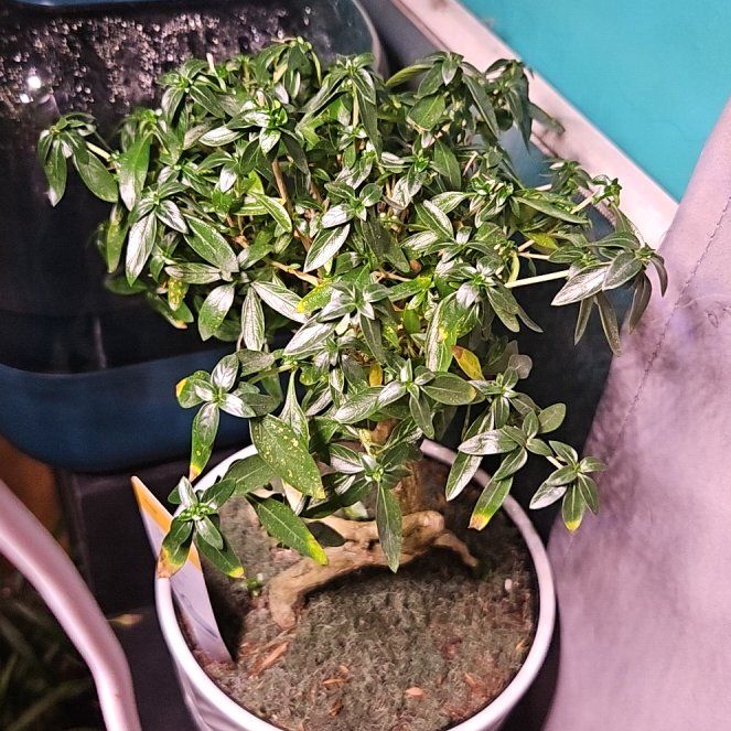 Photo of the plant species Snowrose by @LadyStarStrings named Boniface on Greg, the plant care app