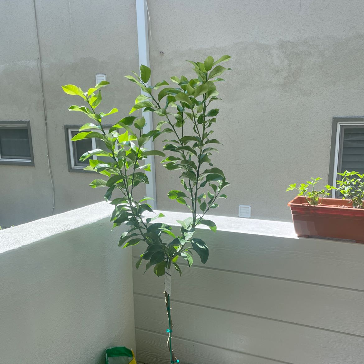Potted Tree Tobacco plant on a balcony with green leaves, background includes building wall and windows.