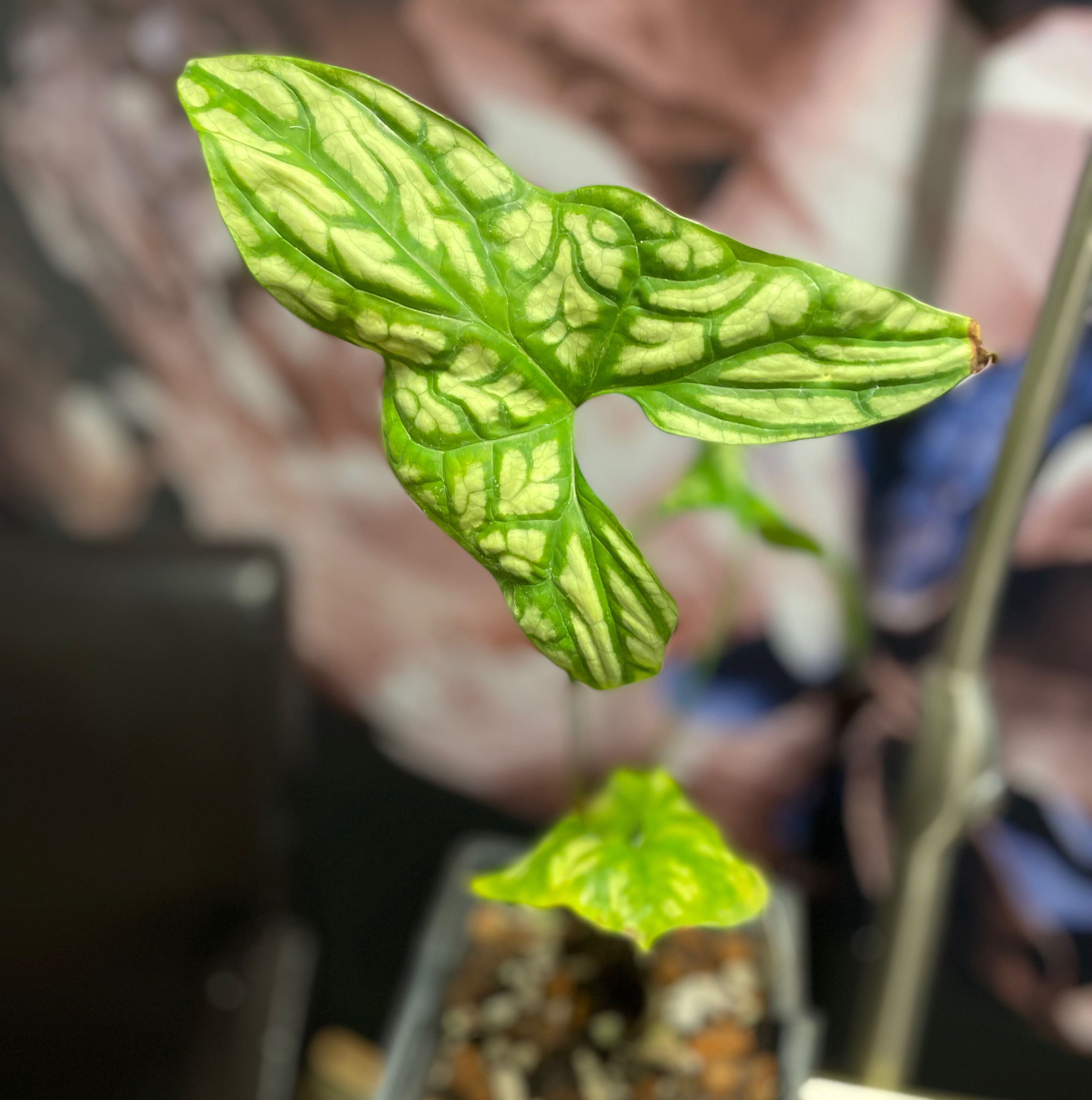 Mirabilis uploaded to the Greg plant app by @SweetKapoktree