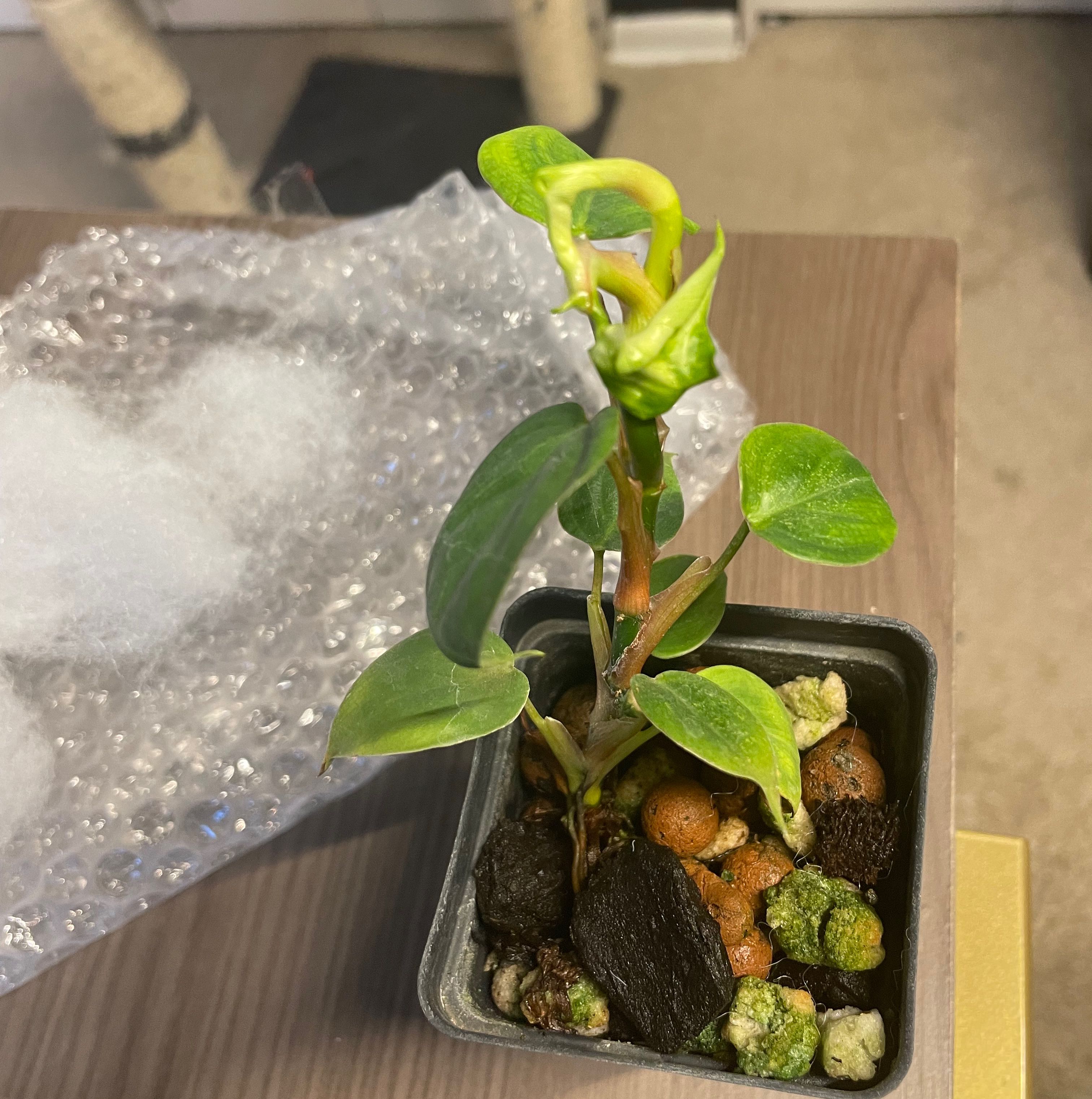 Young Philodendron nangaritense plant in a small pot with visible soil and growing medium.