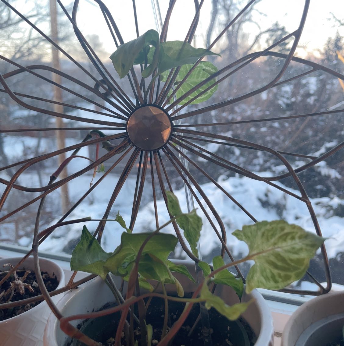 Syngonium 'Batik' plant near a window with some yellowing and browning leaves.