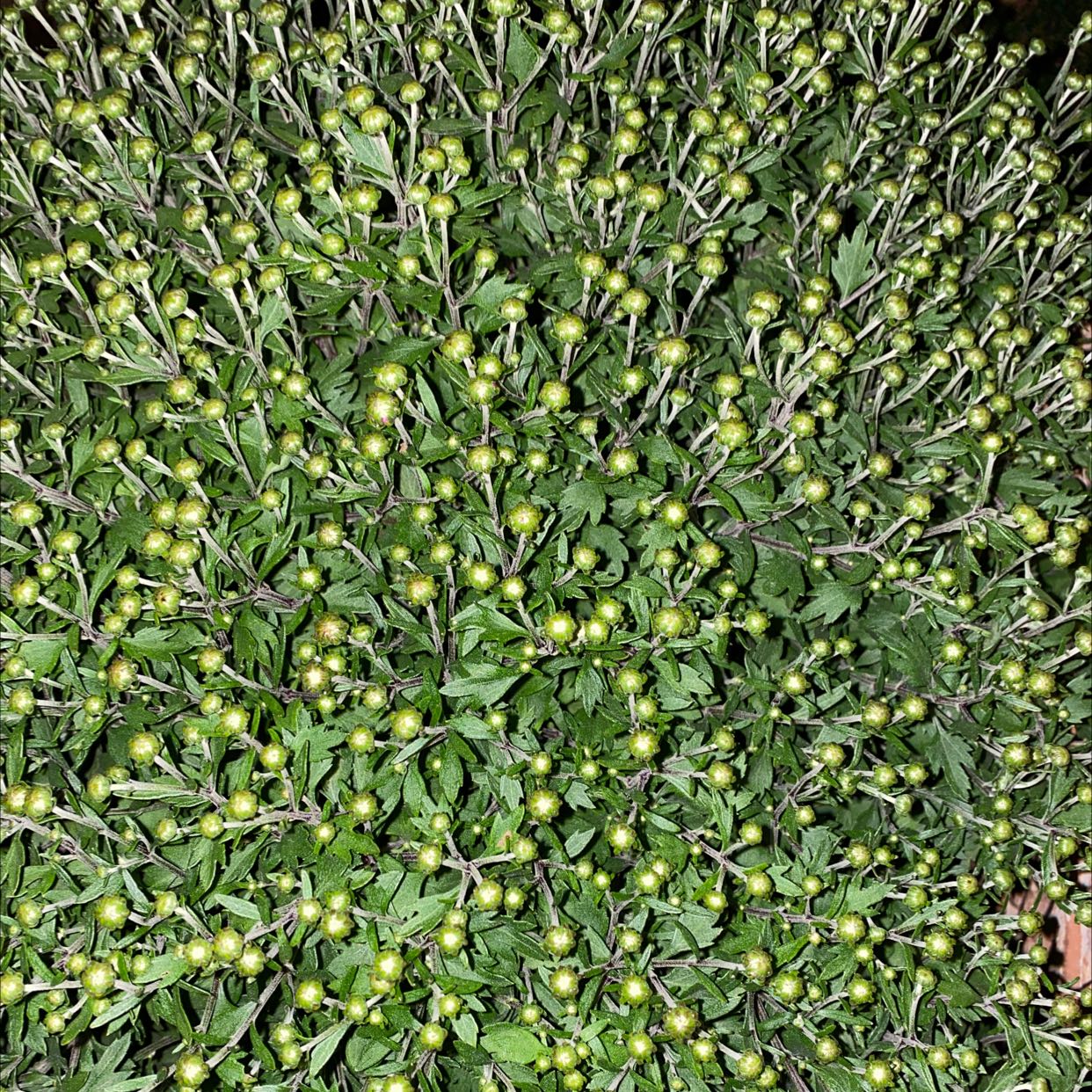 Dense cluster of Chrysanthemum buds and leaves, appearing healthy.