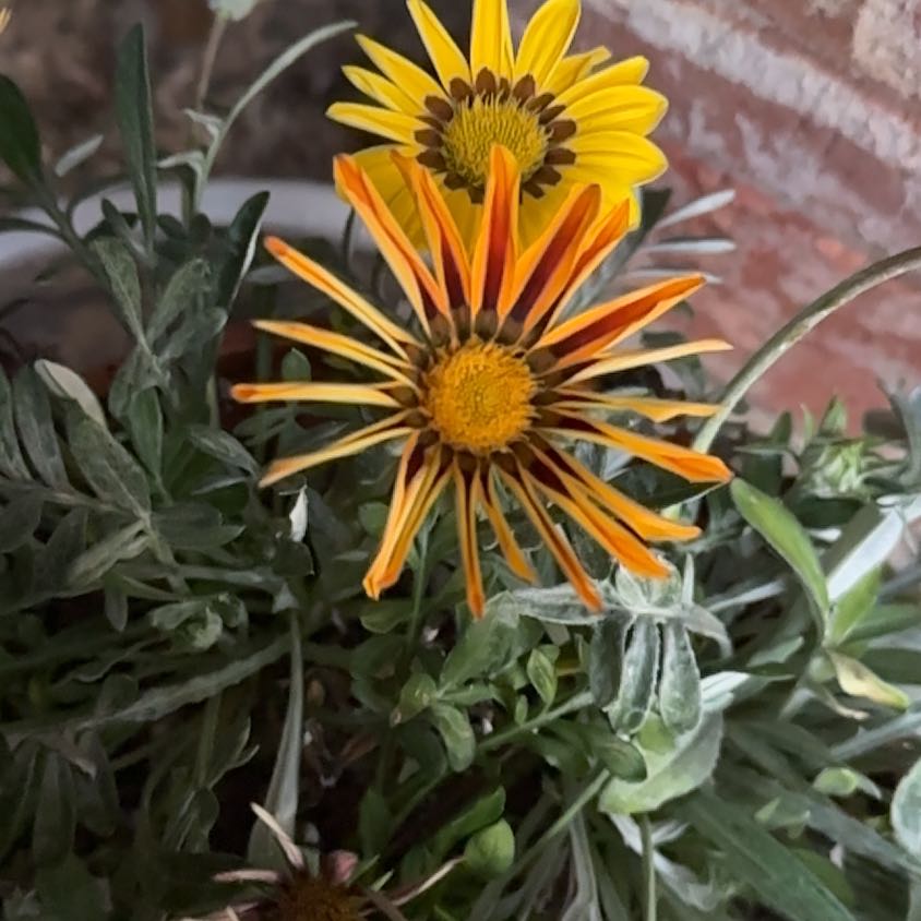 Treasureflower plant with vibrant yellow and orange flowers, healthy green leaves.