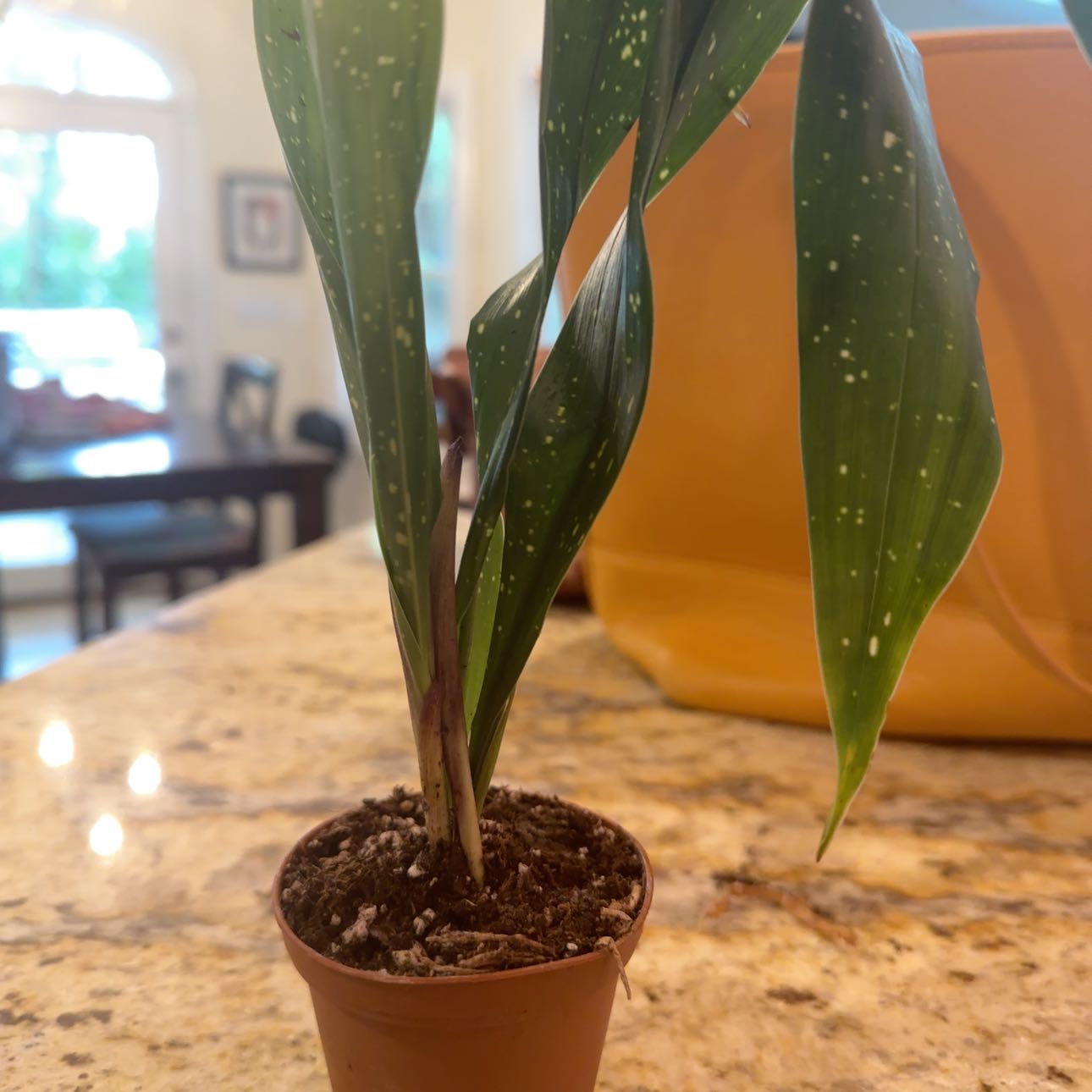 Small potted Cast Iron Milky Way plant with speckled leaves on a countertop.