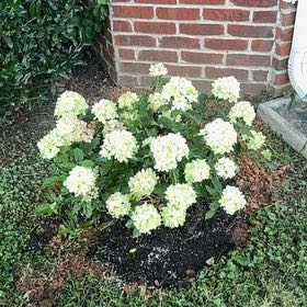 Photo of the plant species Little Lime Hydrangea by @JollyRadish named Hydrangeas on Greg, the plant care app