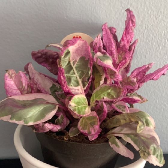 Photo of the plant species Waffle Plant 'Snow Queen' by @sunnysammm named Luna on Greg, the plant care app