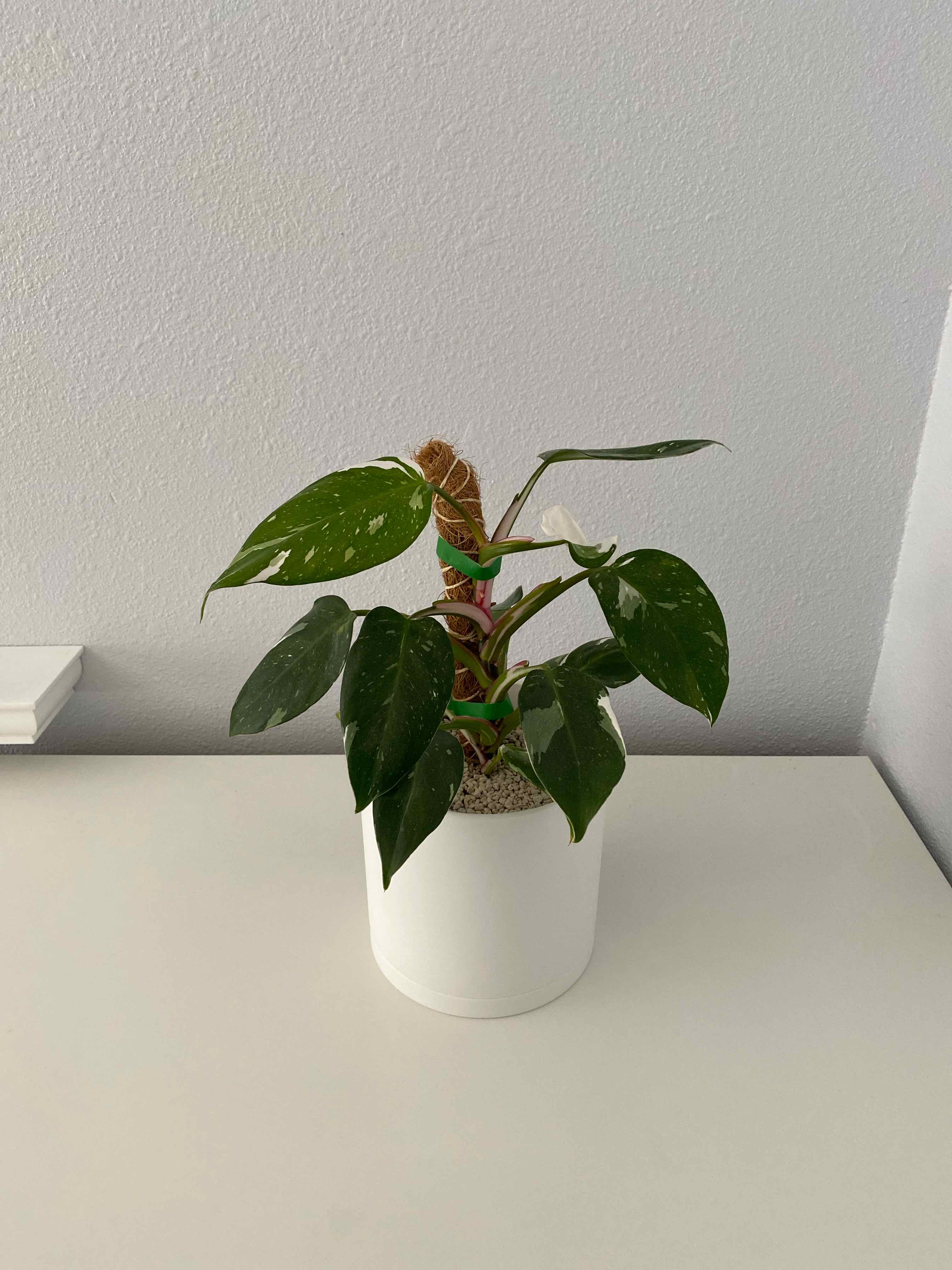 Philodendron 'White Princess' plant in a white pot, well-centered and healthy.