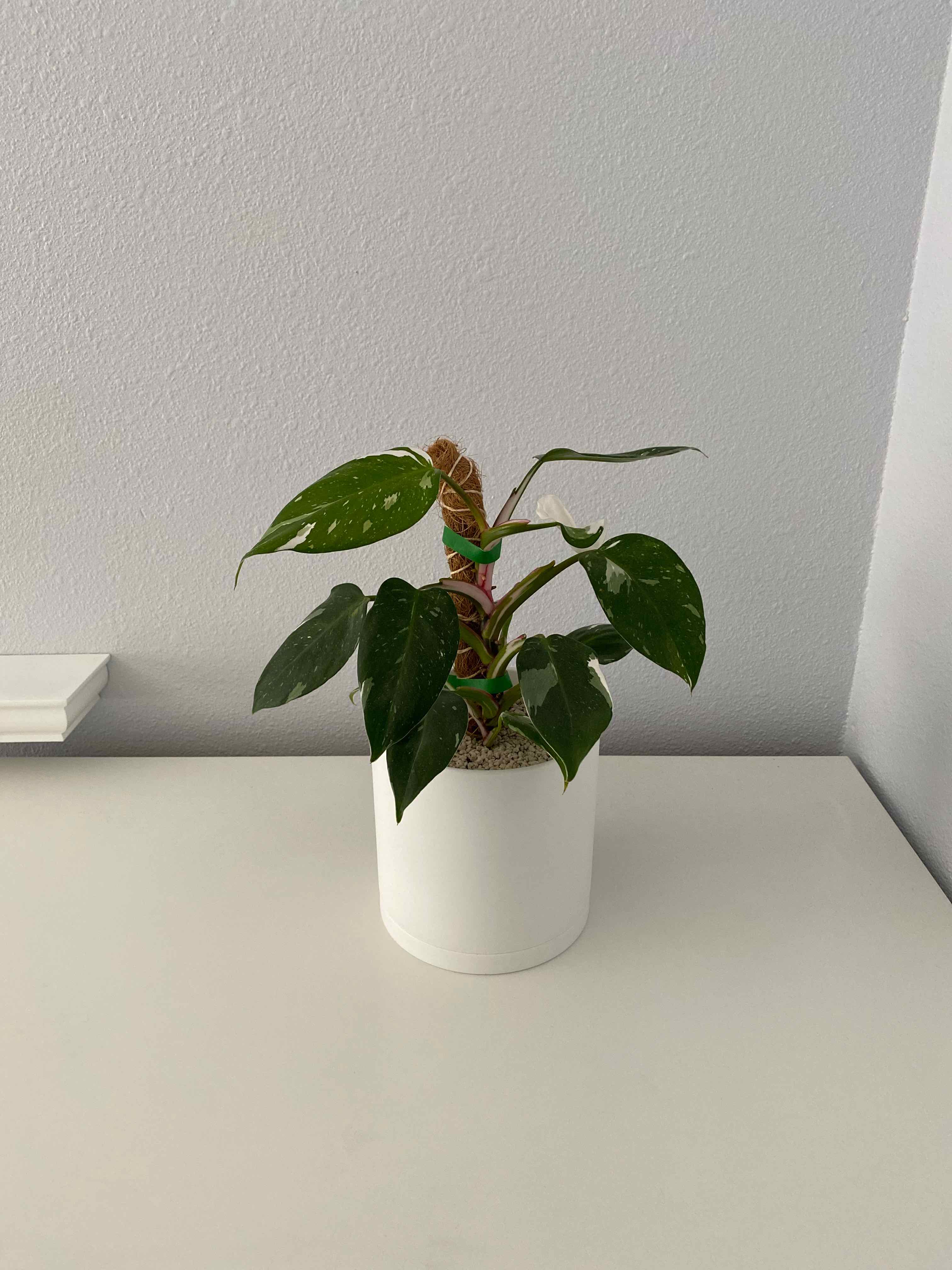 Philodendron 'White Princess' plant in a white pot with healthy green and white variegated leaves.