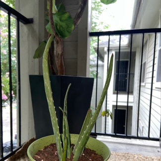 Aloe Vera plant in Houston, Texas