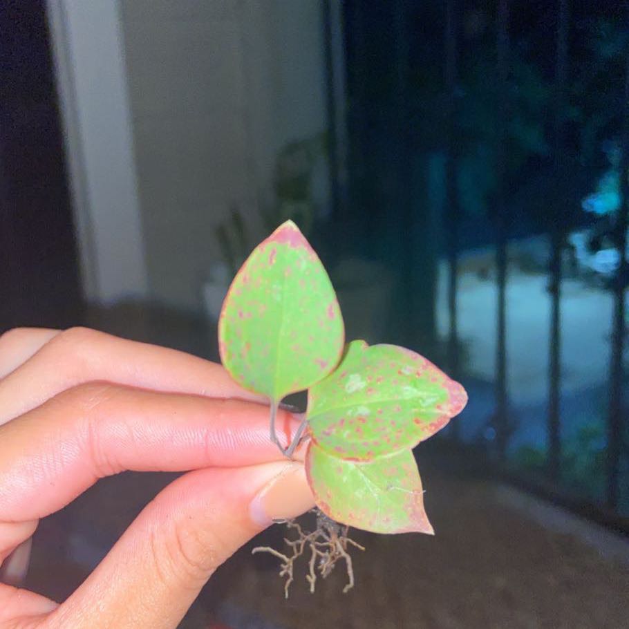 Plant care for Smilax basilata on Greg, the plant care app