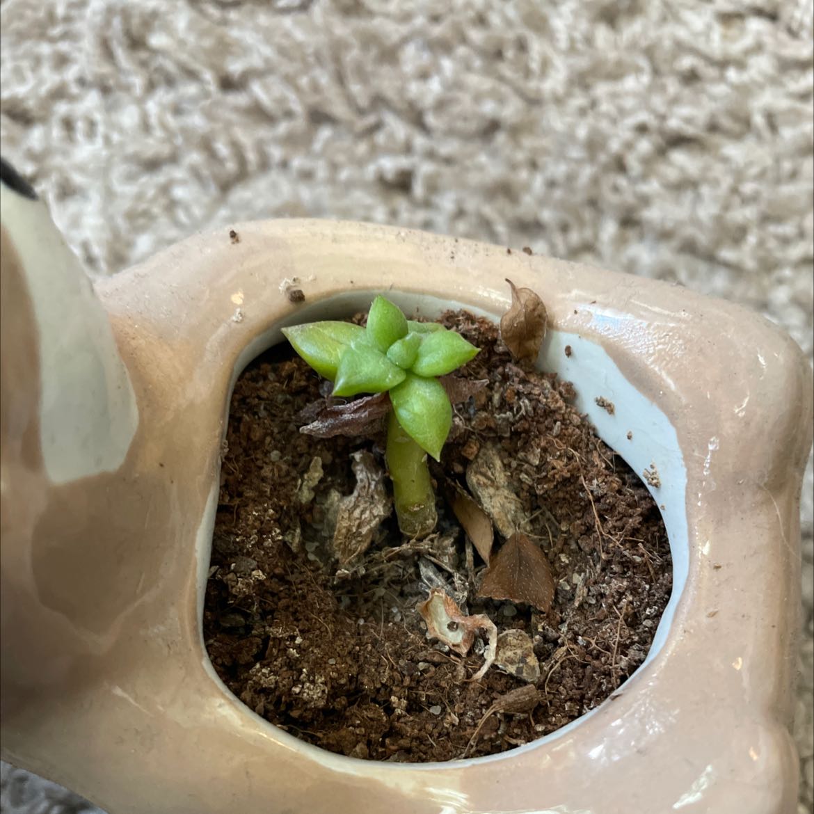 Small jade plant in a pot with visible soil and some dried leaves.