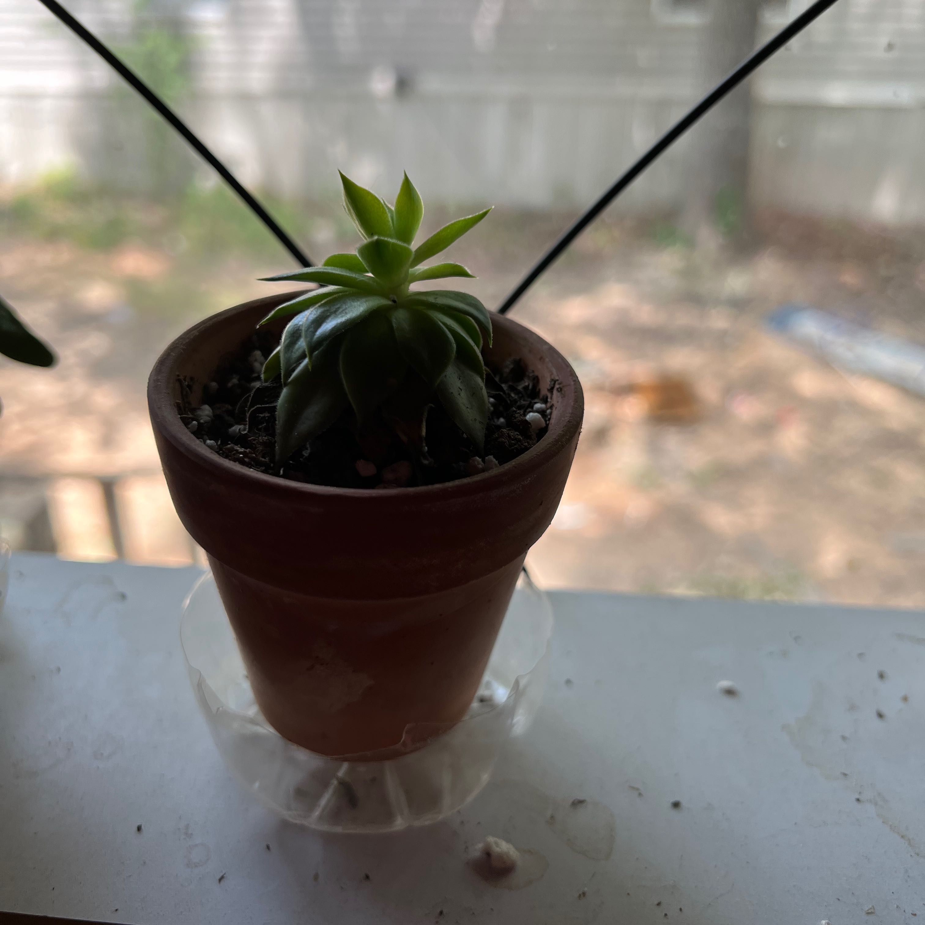 Plant care for Flamingo Hoya on Greg, the plant care app