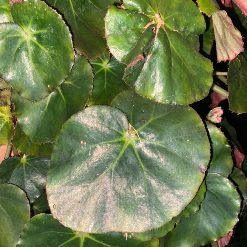 Photo of the plant species Begonia heracleifolia by @WiredFirebush named Your plant on Greg, the plant care app