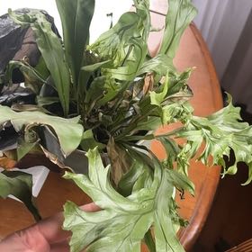 Photo of the plant species Ridley's Staghorn Fern by @GeneralSoz named Kobe on Greg, the plant care app