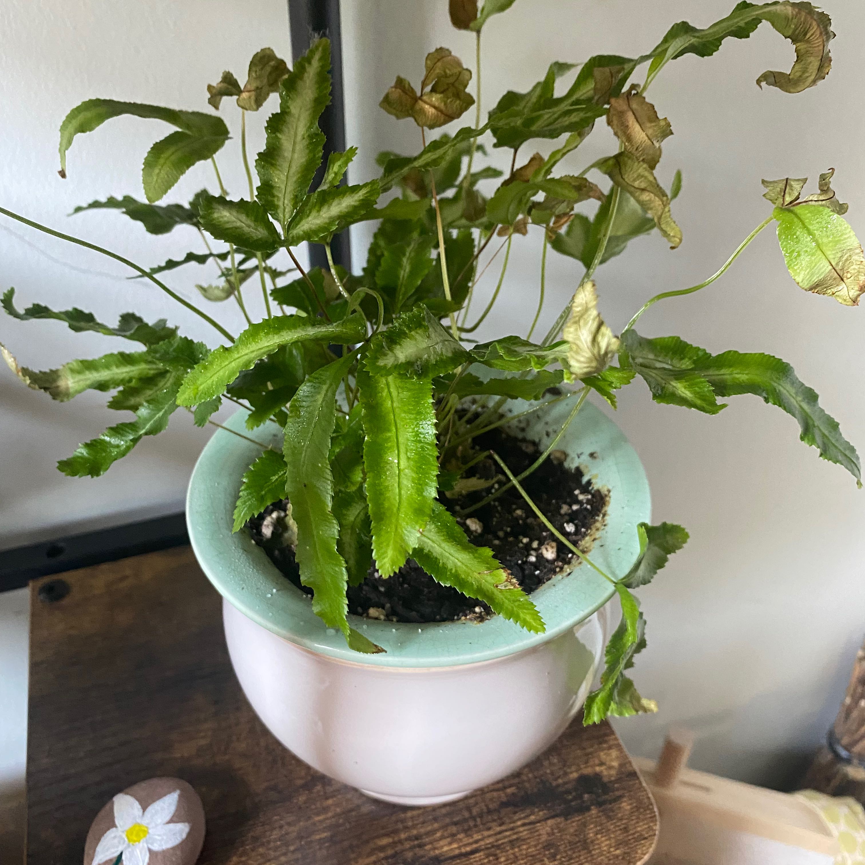 Photo of the plant species Variegated Brake Fern by @Tropicalia named Your plant on Greg, the plant care app