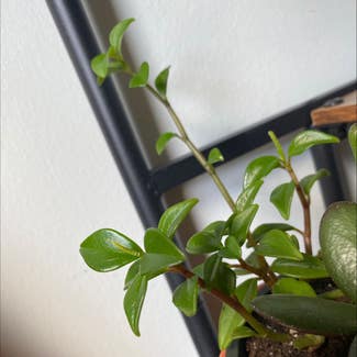 Teardrop Peperomia plant in Rochester, New York