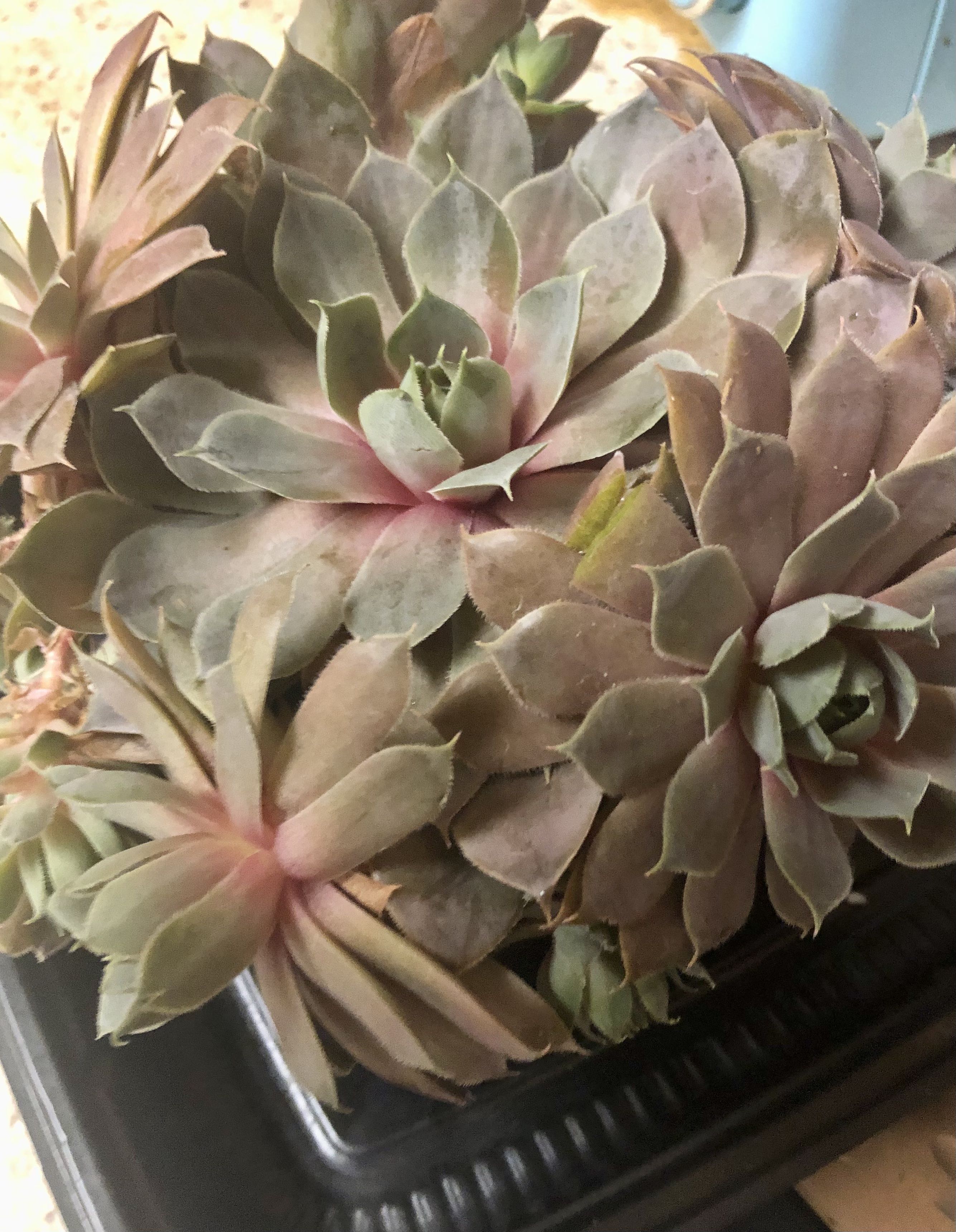 Photo from the post