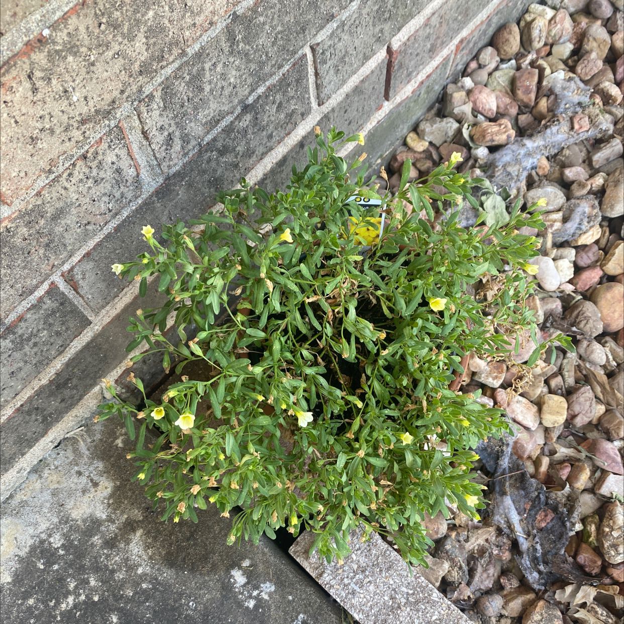 Photo of the plant species Superbells Yellow Chiffon Calibrachoa by @EarthyDatepalm named Your plant on Greg, the plant care app