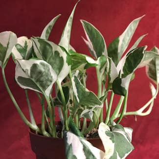 Pearls and Jade Pothos plant in Madison, Wisconsin