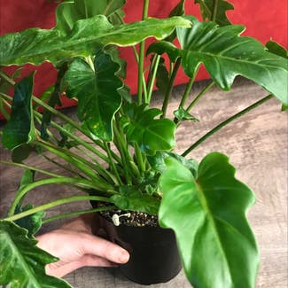 Philodendron Xanadu plant in Madison, Wisconsin