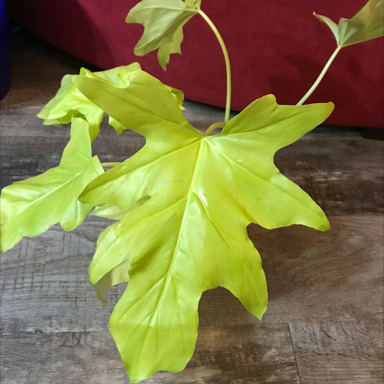Philodendron 'Malay Gold' with vibrant yellow-green leaves, well-framed and healthy.