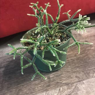 Hairy Stemmed Rhipsalis plant in Madison, Wisconsin