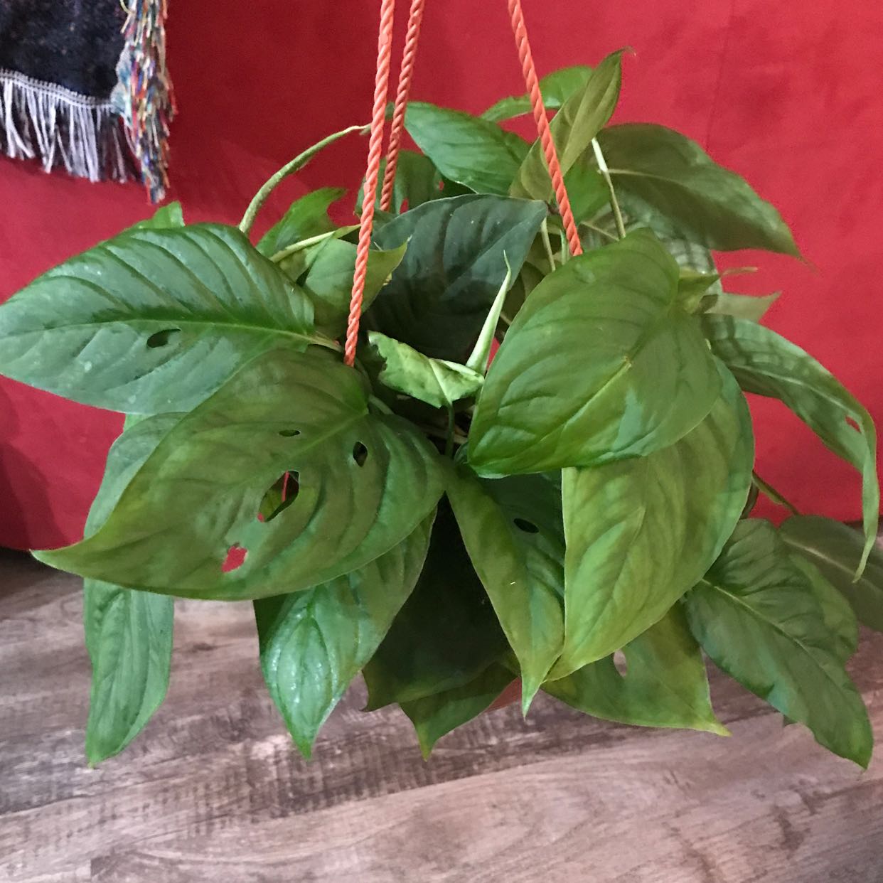 Monstera lechleriana plant in a hanging pot with healthy green leaves.
