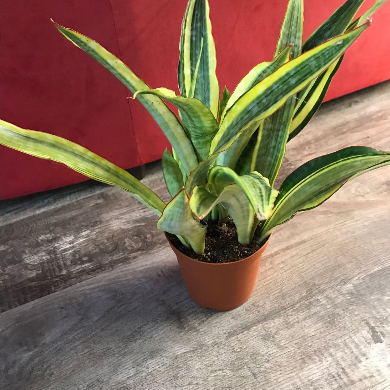 Photo of the plant species Snake Plant Yellowstone by @Placebodendron named Slithery-sneaky y.s. on Greg, the plant care app