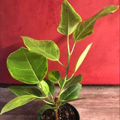 Ficus 'Golden Gem' plant