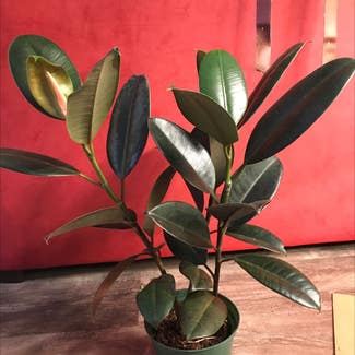 Burgundy Rubber Tree plant in Madison, Wisconsin