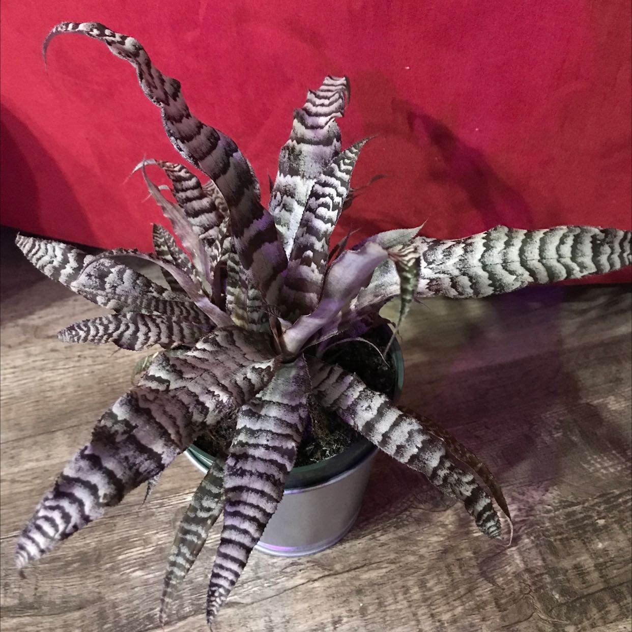 Photo of the plant species Amazonian Zebra Plant by @Placebodendron named Black Ice on Greg, the plant care app