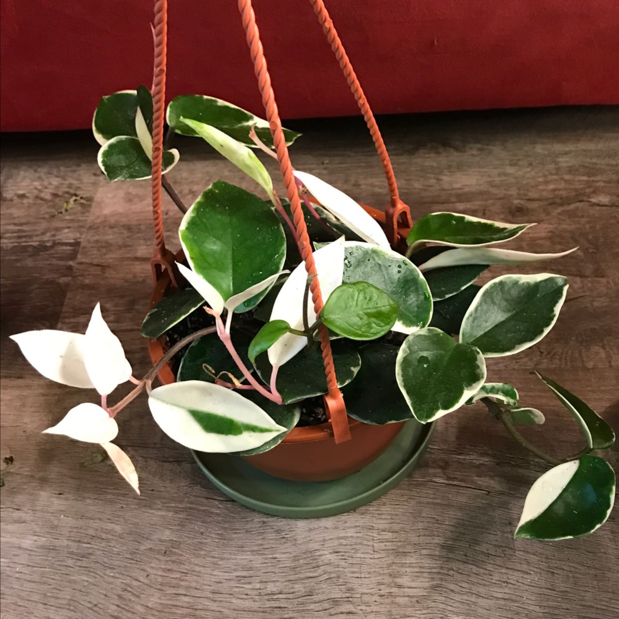 Photo of the plant species hoya carnosa snowball by @Placebodendron named Snowbawl on Greg, the plant care app