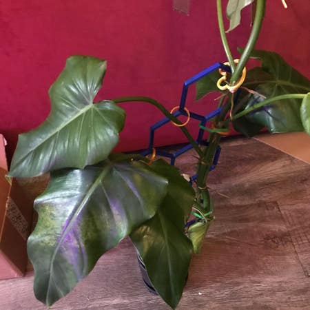 Photo of the plant species Burgundy Philodendron by Placebodendron named Domesticum on Greg, the plant care app