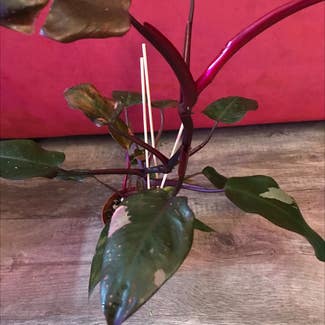 Pink Princess Philodendron plant in Madison, Wisconsin