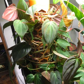 Philodendron Micans plant in Madison, Wisconsin
