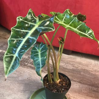 Alocasia Polly Plant plant in Madison, Wisconsin