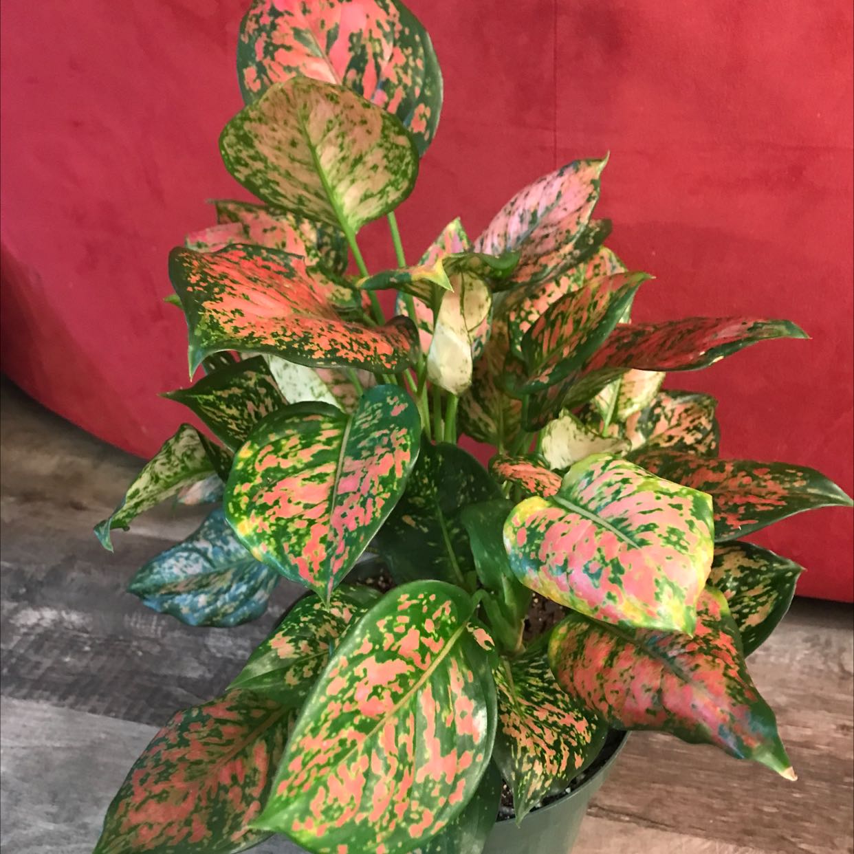 Pink Dalmatian Aglaonema plant with vibrant pink and green variegated leaves.