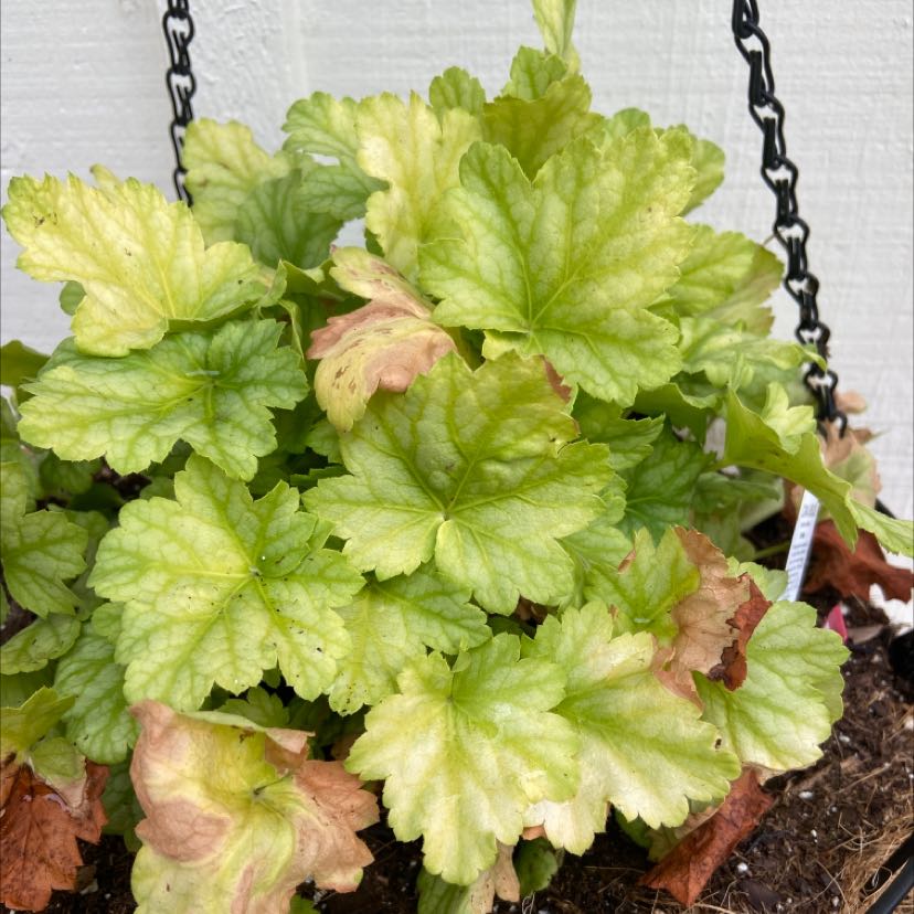 Coral Bells plant with yellowing and browning leaves in a hanging pot.