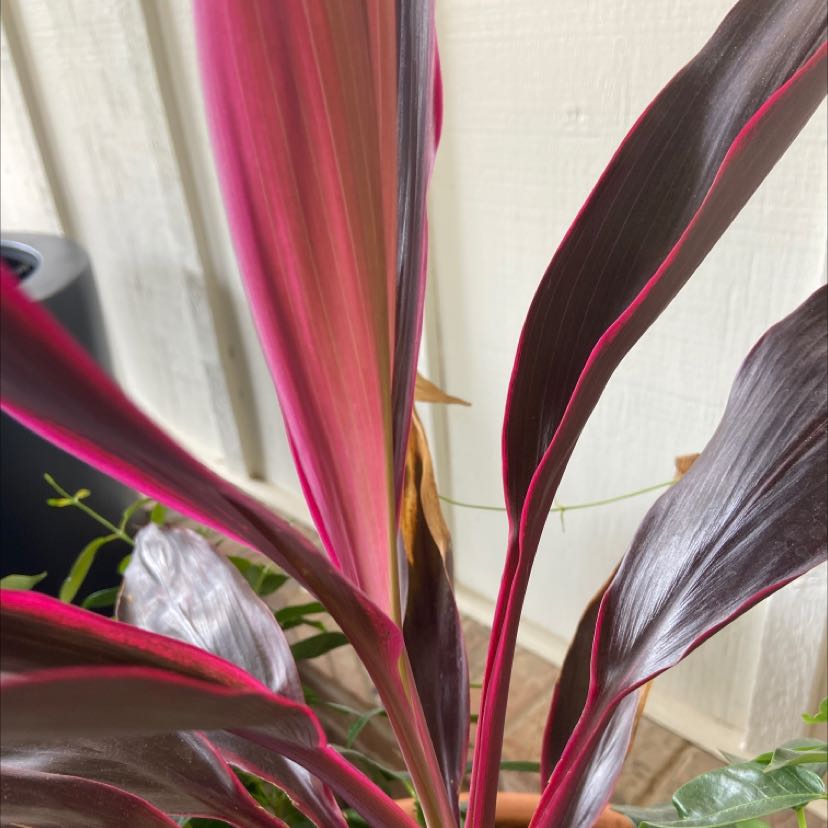 Photo of the plant species Ti Plant by @MasculineSapote named Your plant on Greg, the plant care app