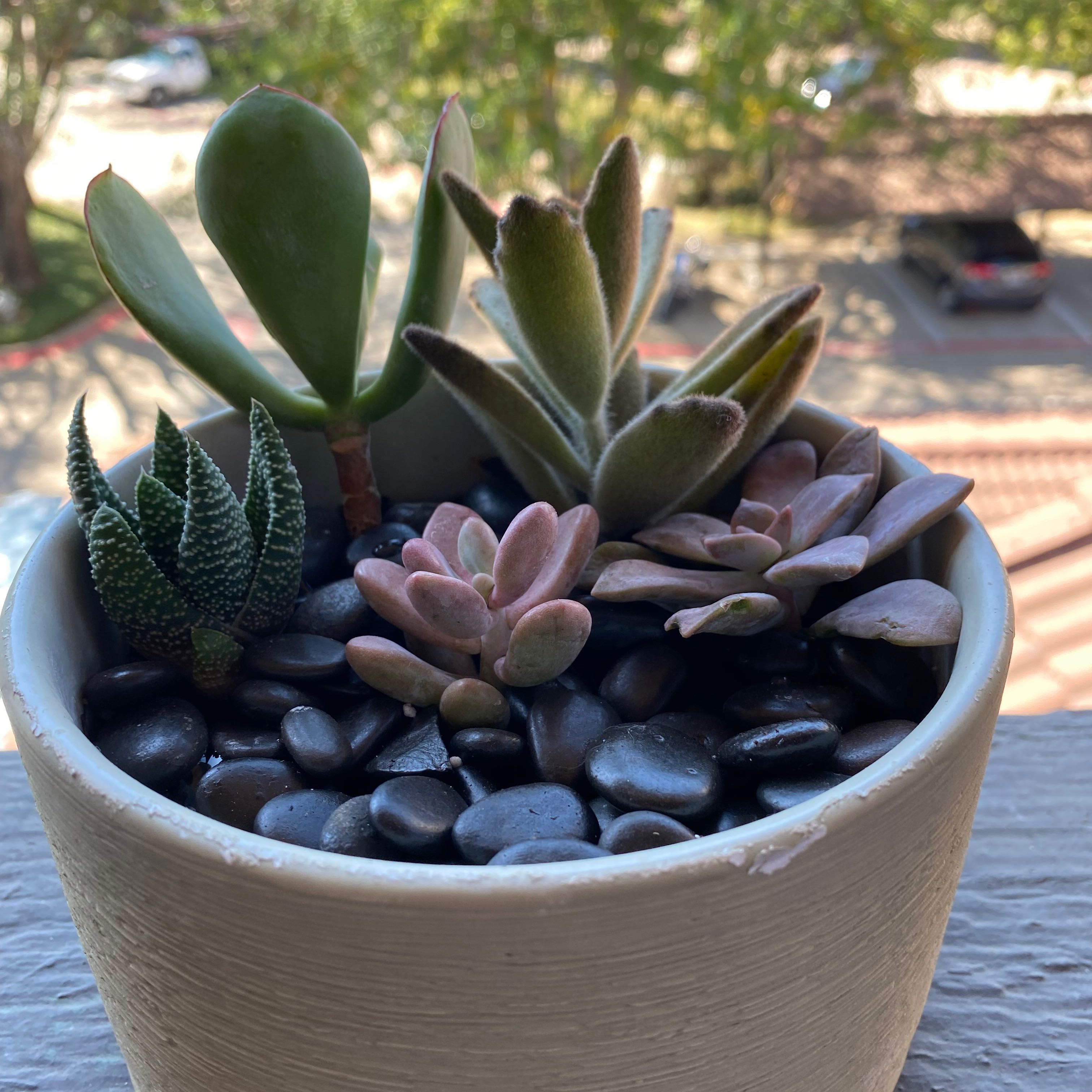 Potted arrangement of multiple succulent plants, including Cotyledon 'Mint Truffles', with decorative stones.