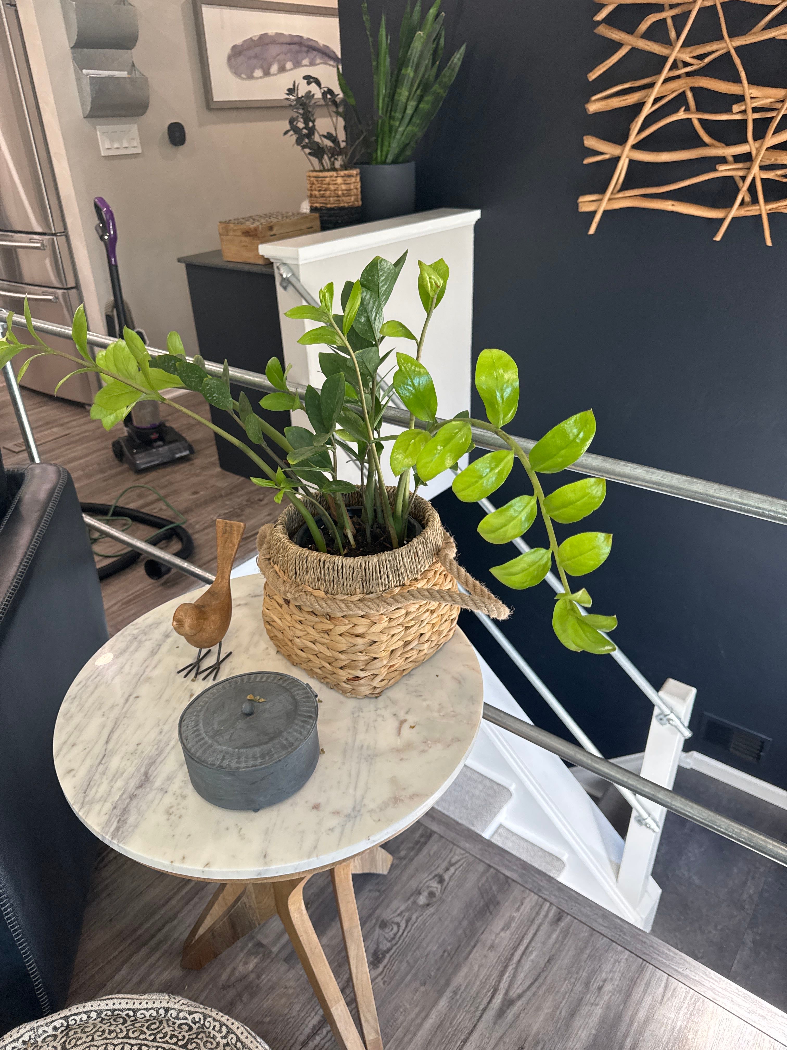 その他観葉植物 Zamioculcas zamifolia Akebono B E G Zz plant 'Akebono' – Planta