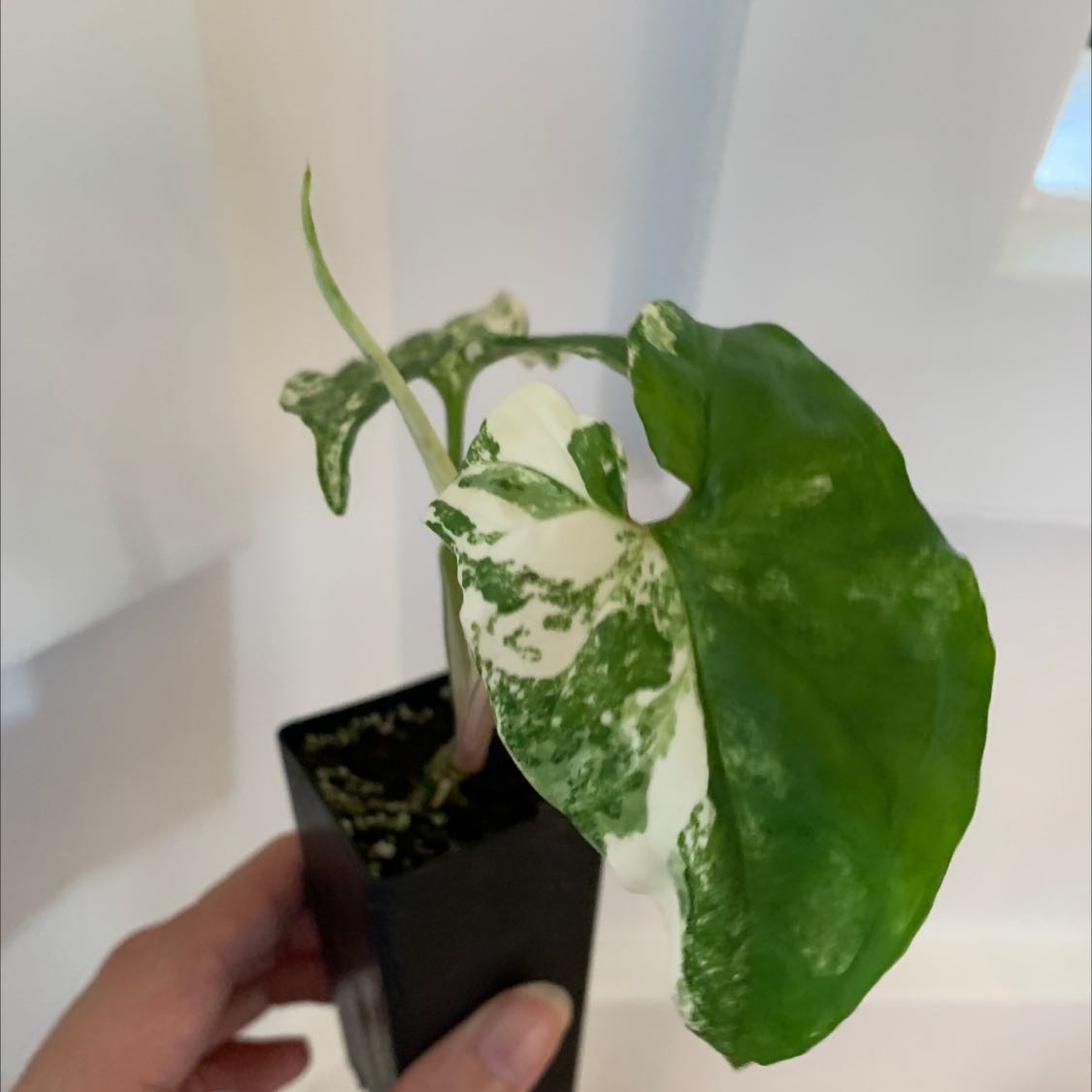 Photo of the plant species Syngonium Fantasy by @Dollysmile named Fanta on Greg, the plant care app
