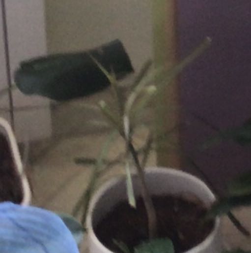 Photo of the plant species Dracaena reflexa var brevituba by @TopMangeao named Dracaena on Greg, the plant care app