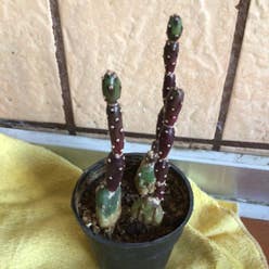 Angel wing's cactus plant