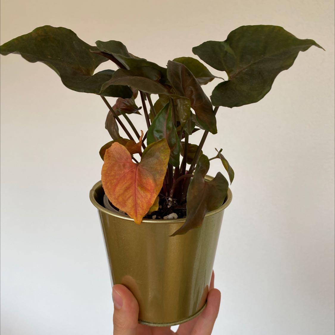 Syngonium 'Maria Allusion' plant in a pot with one yellowing and browning leaf, held by a hand.