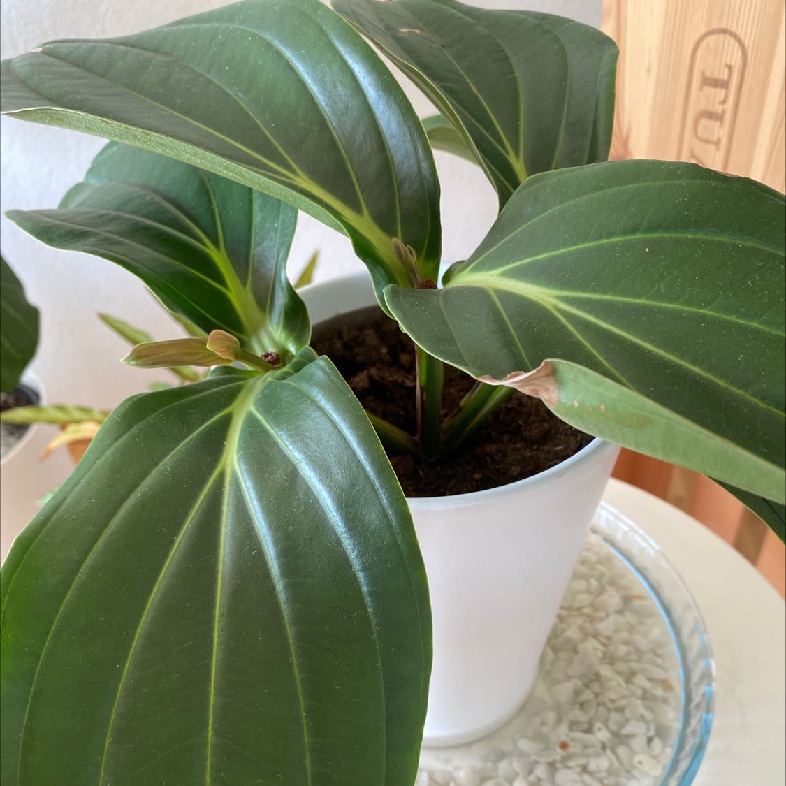 Showy Medinilla plant in a white pot with large, dark green leaves and slight browning on one leaf edge.