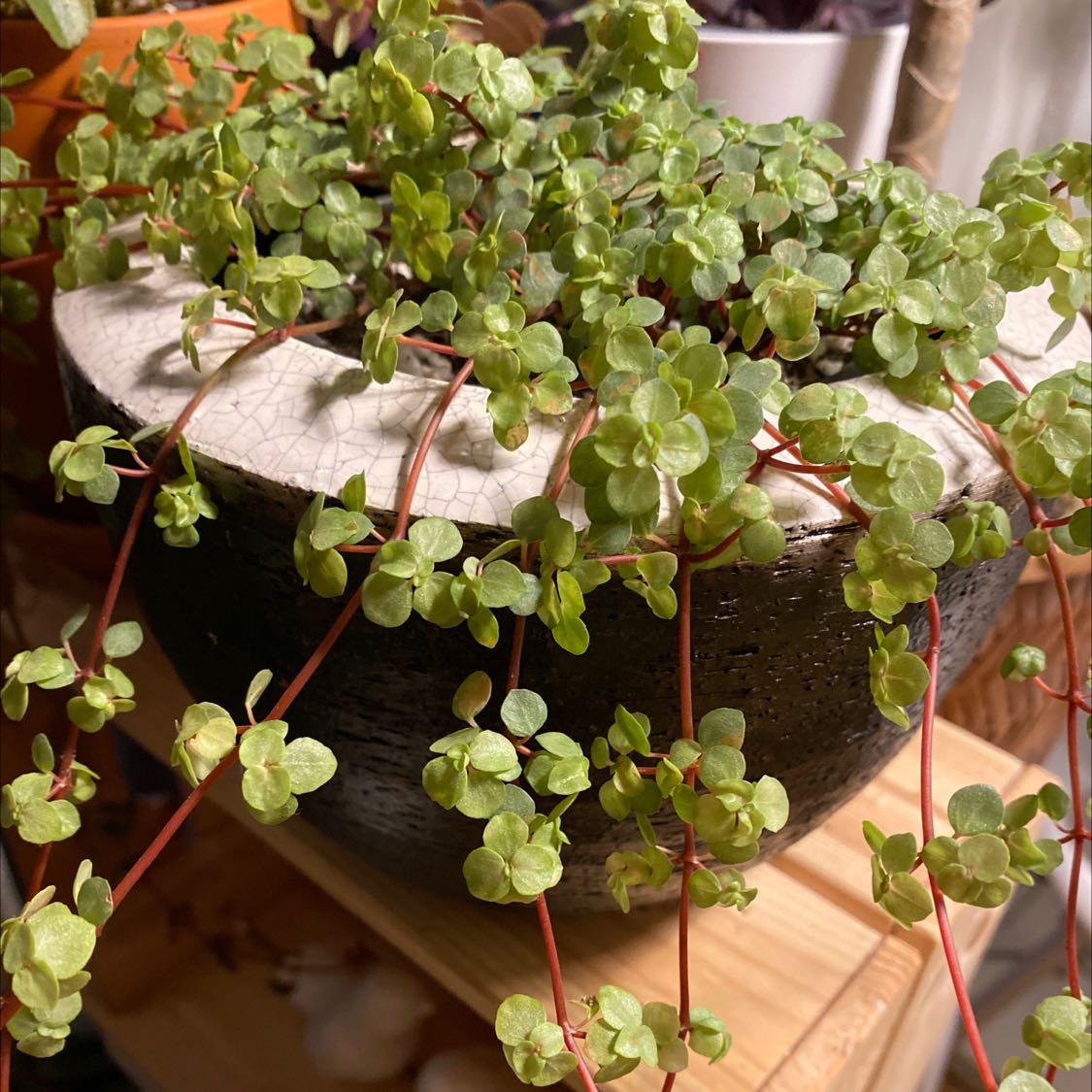 Pilea 'Silver Sparkle' plant in a pot with healthy green leaves and red stems.