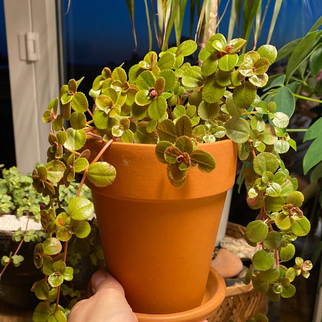 Photo of the plant species Sedum Red Carpet by @BigTaromojito named Warkoczyki on Greg, the plant care app