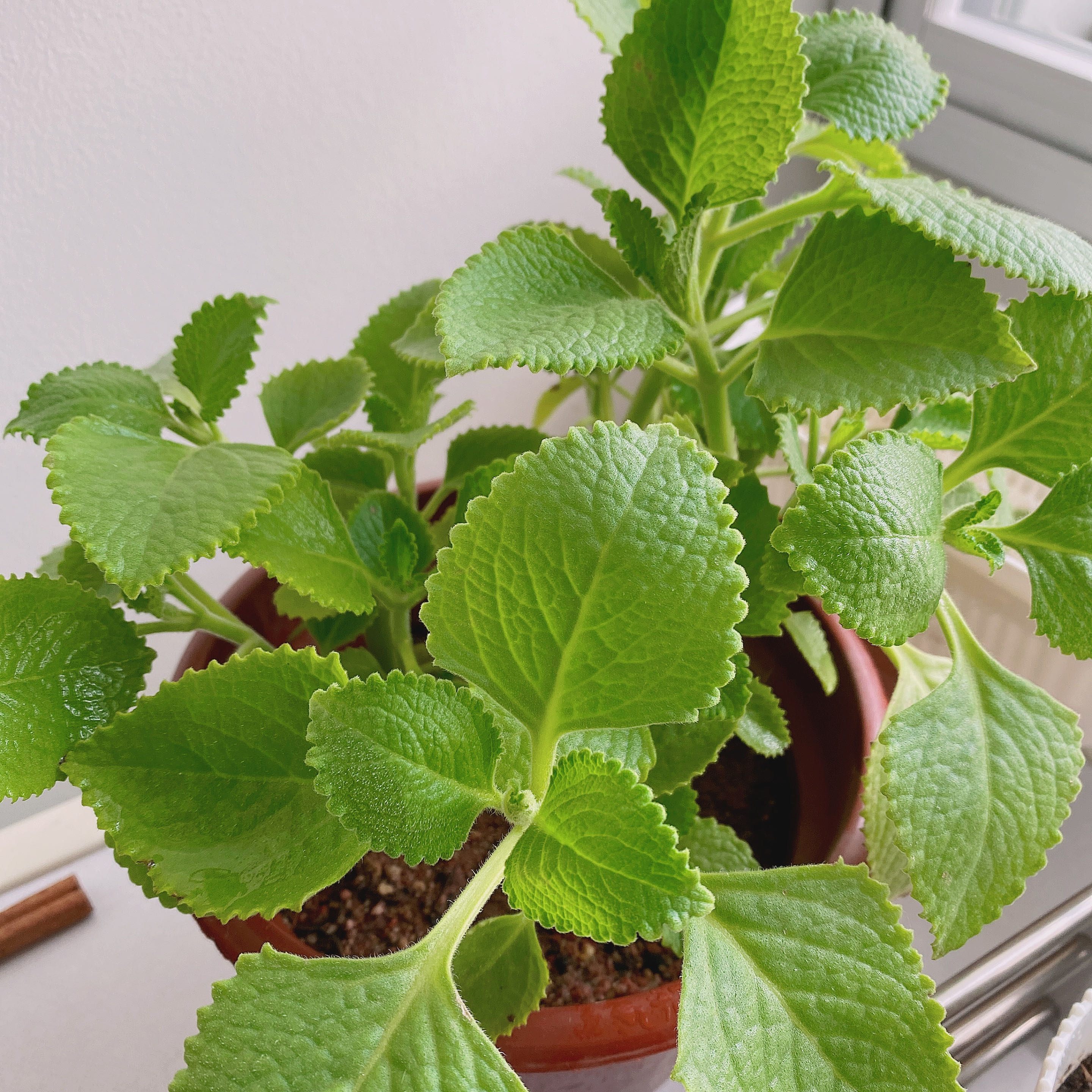 Photo of the plant species Plectranthus Amboinicus by @UntarnishedRose named 康康 on Greg, the plant care app