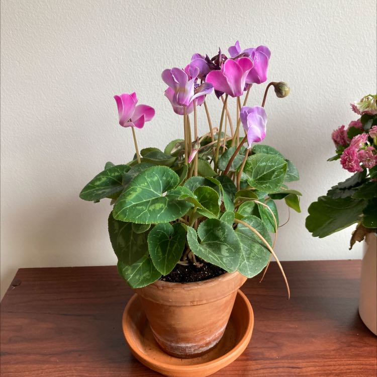 Photo of the plant species Persian Cyclamen by @LivelyHappyleaf named Cutie on Greg, the plant care app